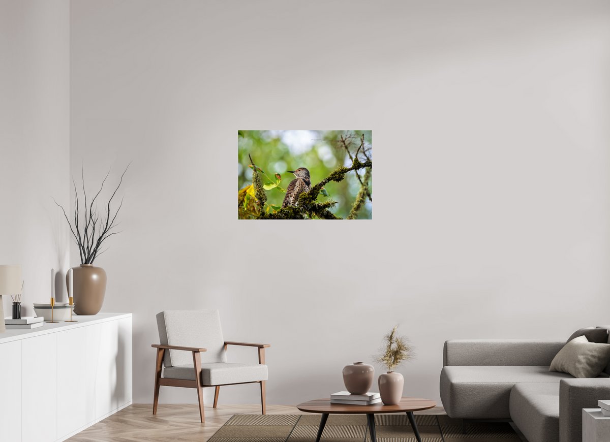 36 x 24″, Acrylic Glass Rounded Corners Northern Flicker in the Mossy Canopy