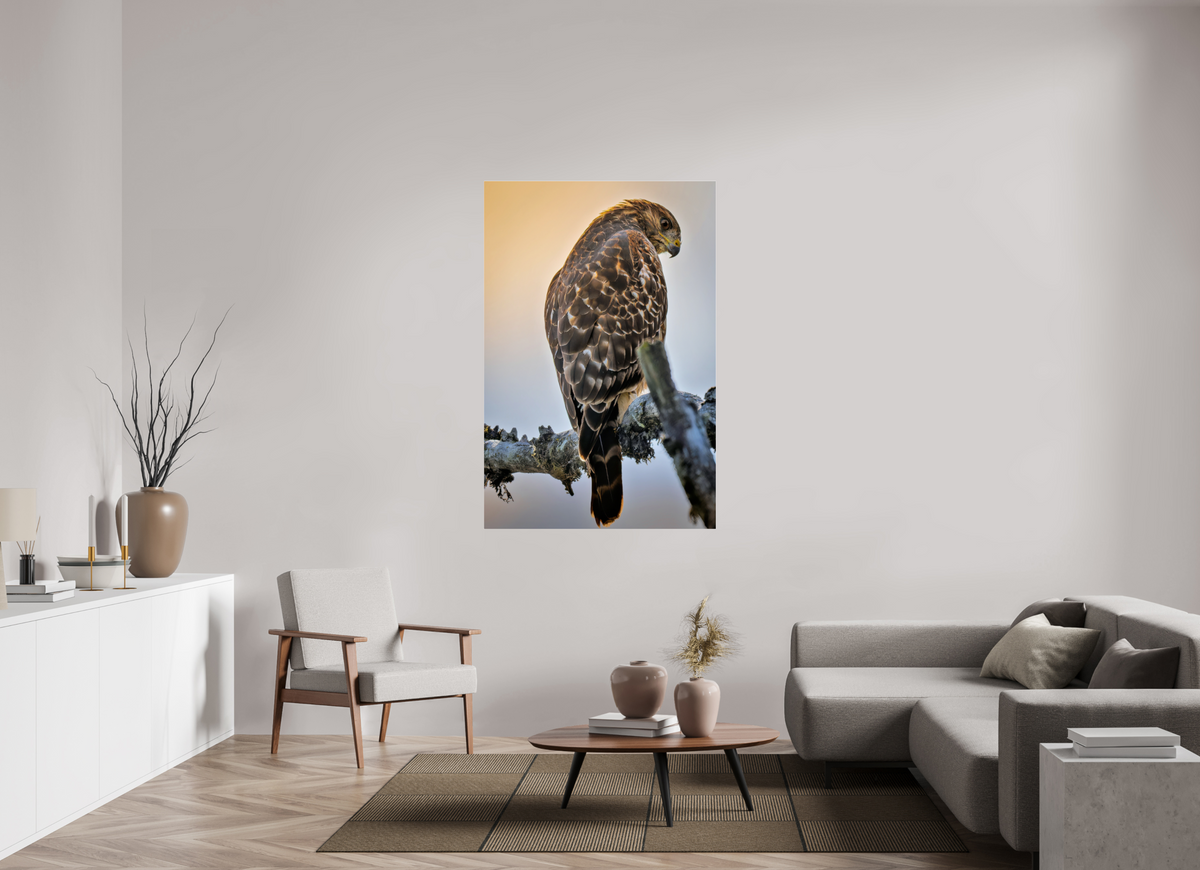 40 x 60″, Acrylic Glass Rounded Corners Backlit Hawk in the Last Light