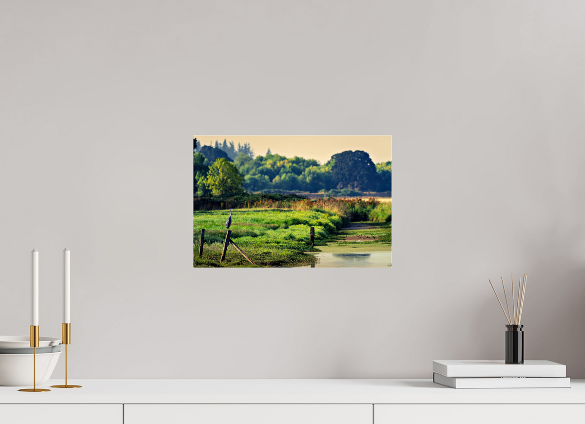 15 x 10″, Acrylic Glass Rounded Corners Great Blue Heron Watching Over the Wetland
