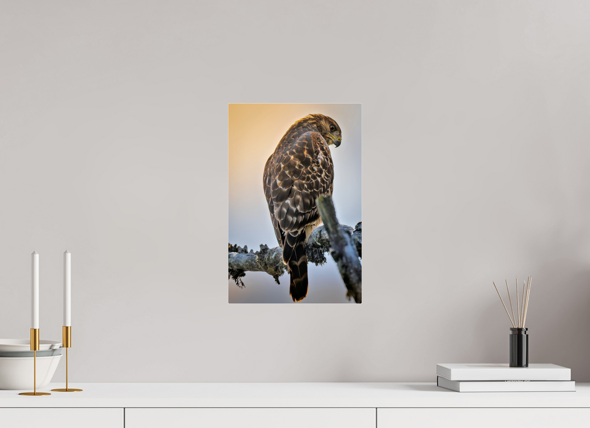 10 x 15″, Acrylic Glass Rounded Corners Backlit Hawk in the Last Light