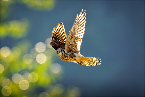 Main image American Kestrel on the Wing