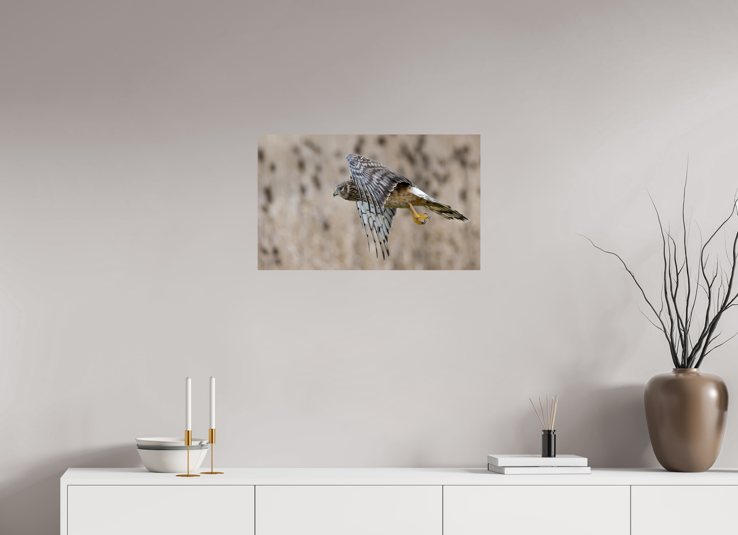 26.2 x 16″, ChromeLuxe HD Metal Print Rounded Conrners Northern Harrier Skimming the Field