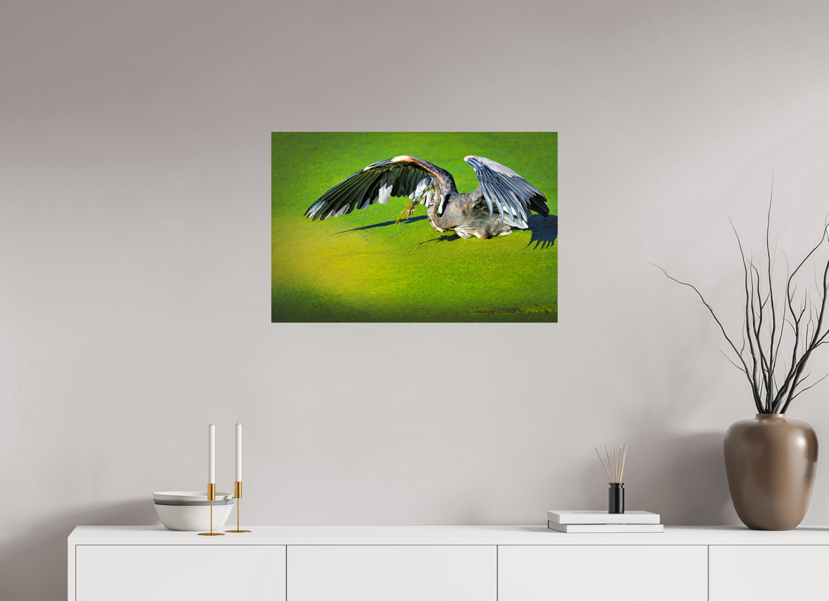 30 x 20″, ChromeLuxe HD Metal Print Rounded Conrners Great Blue Heron's Frog Catch on the Duckweed