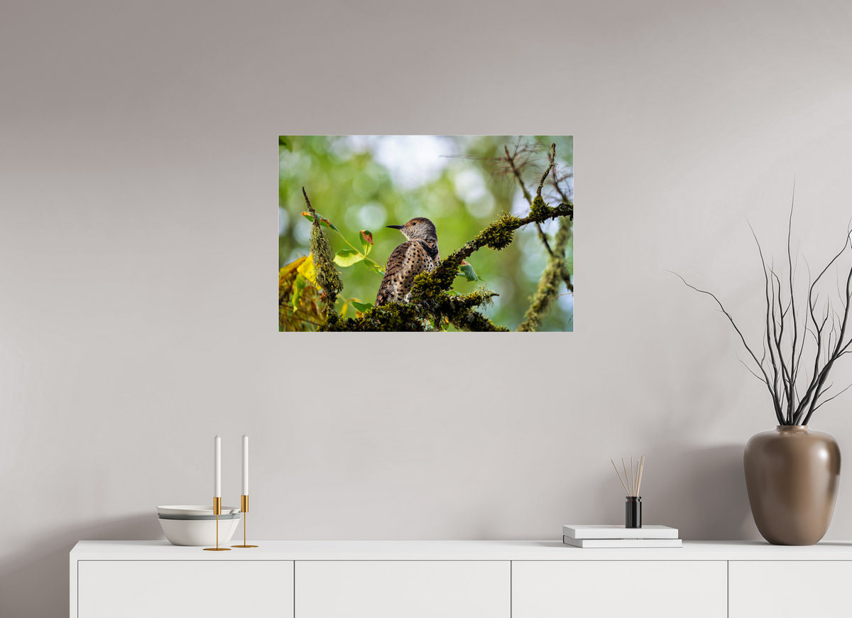 30 x 20″, Acrylic Glass Rounded Corners Northern Flicker in the Mossy Canopy