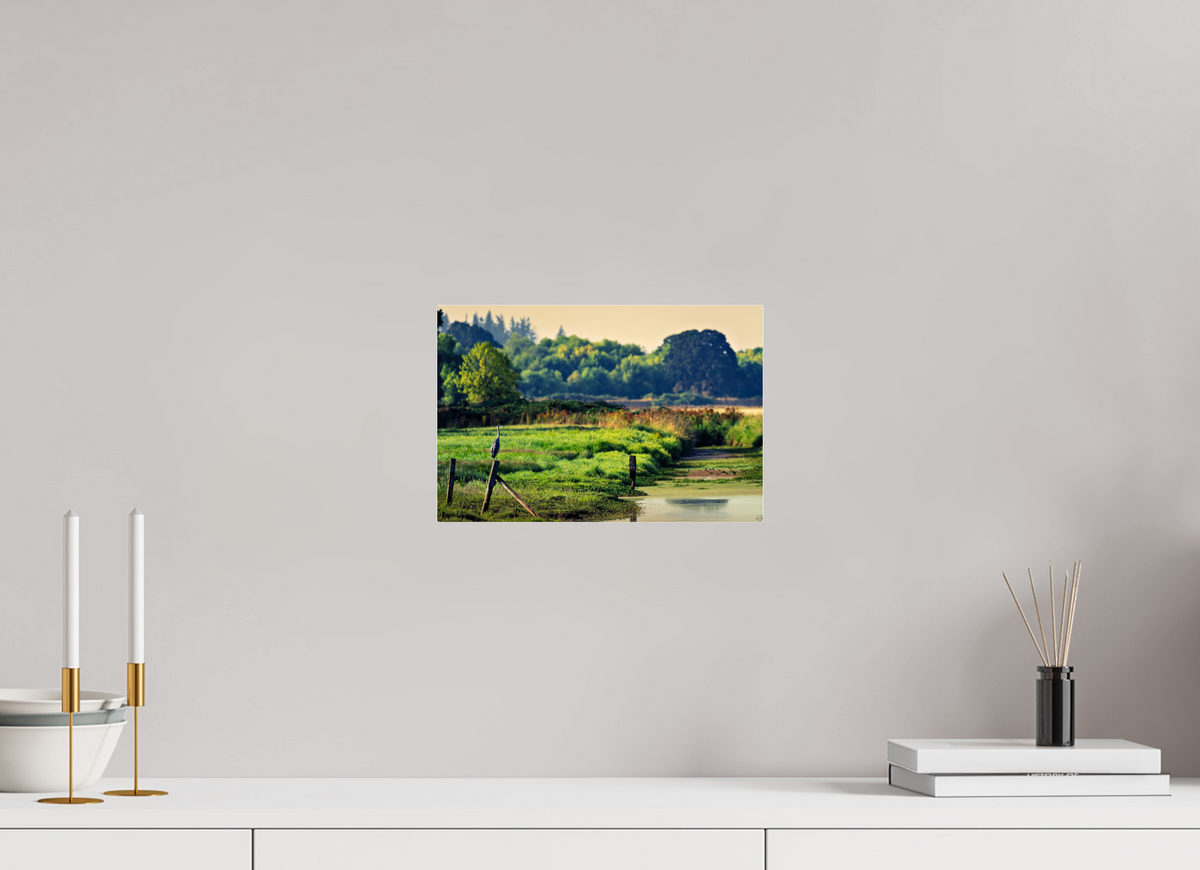 12 x 8″, Acrylic Glass Rounded Corners Great Blue Heron Watching Over the Wetland