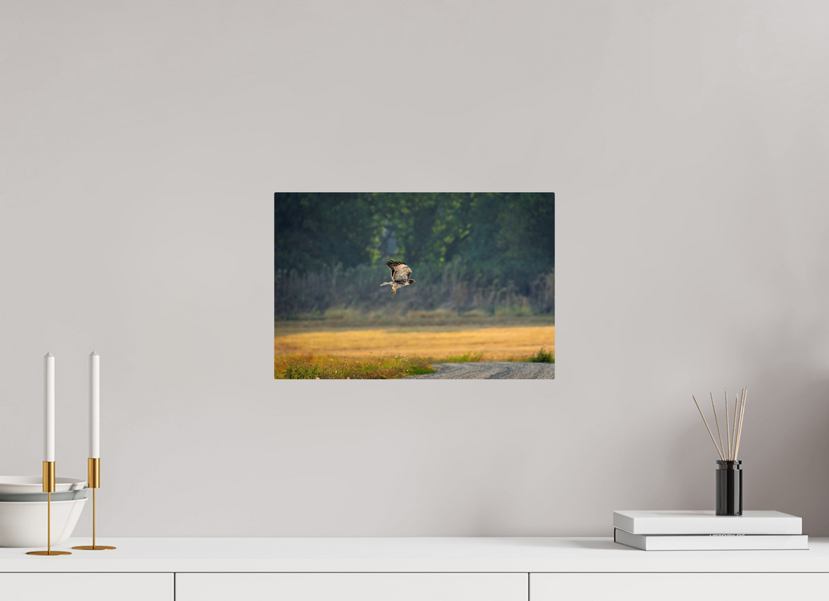15 x 10″, ChromeLuxe HD Metal Print Rounded Conrners Red-tailed Hawk Gliding Low Over the Field