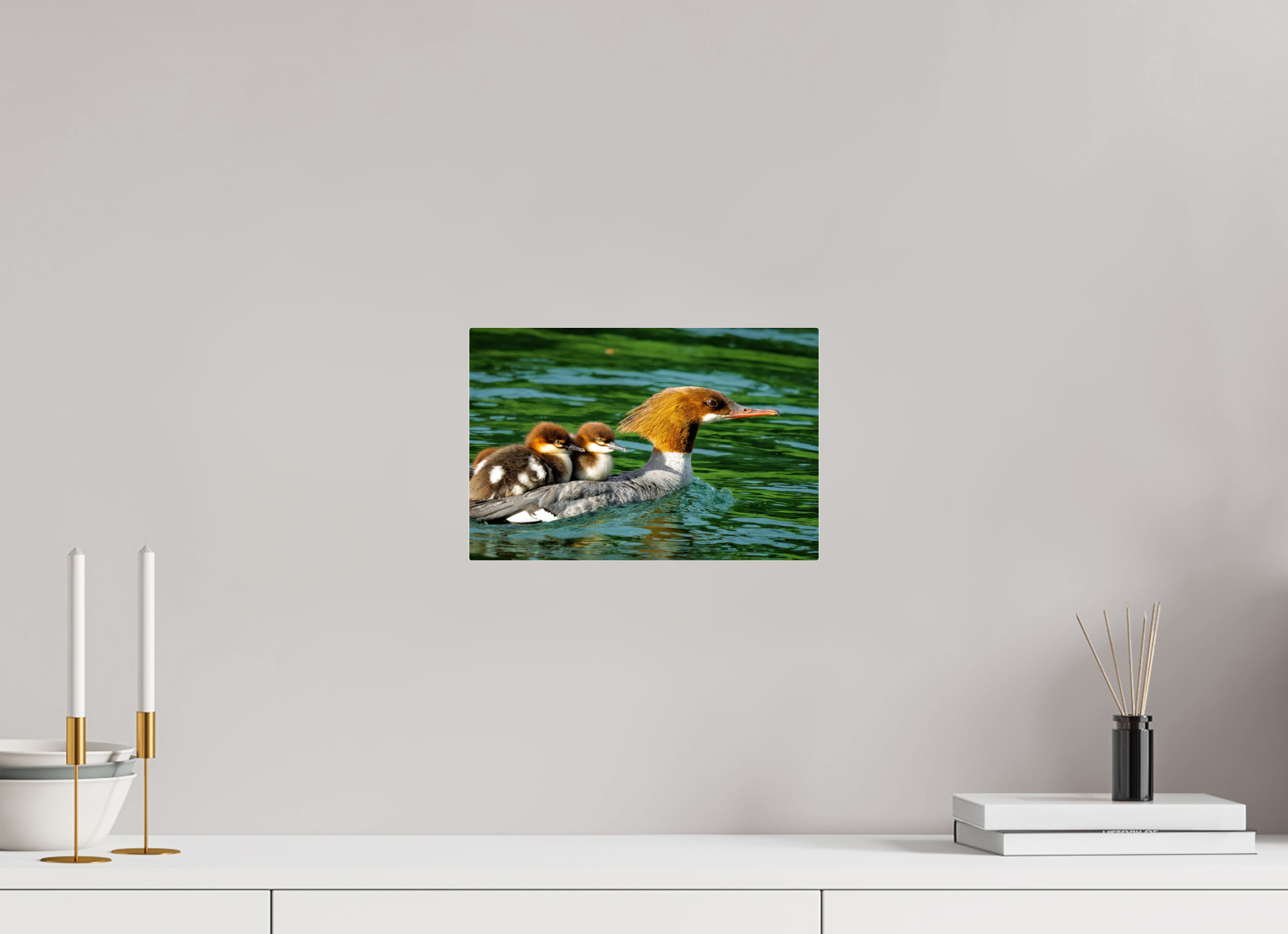 12 x 8″, Acrylic Glass Rounded Common Merganser Hen With Ducklings on Her Back