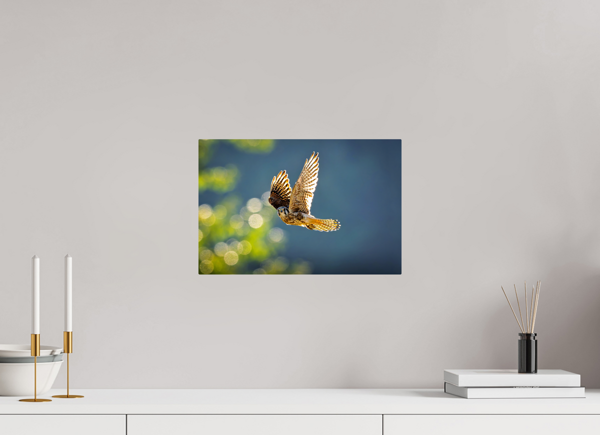 15 x 10″, ChromeLuxe HD Metal Print Rounded Conrners American Kestrel on the Wing