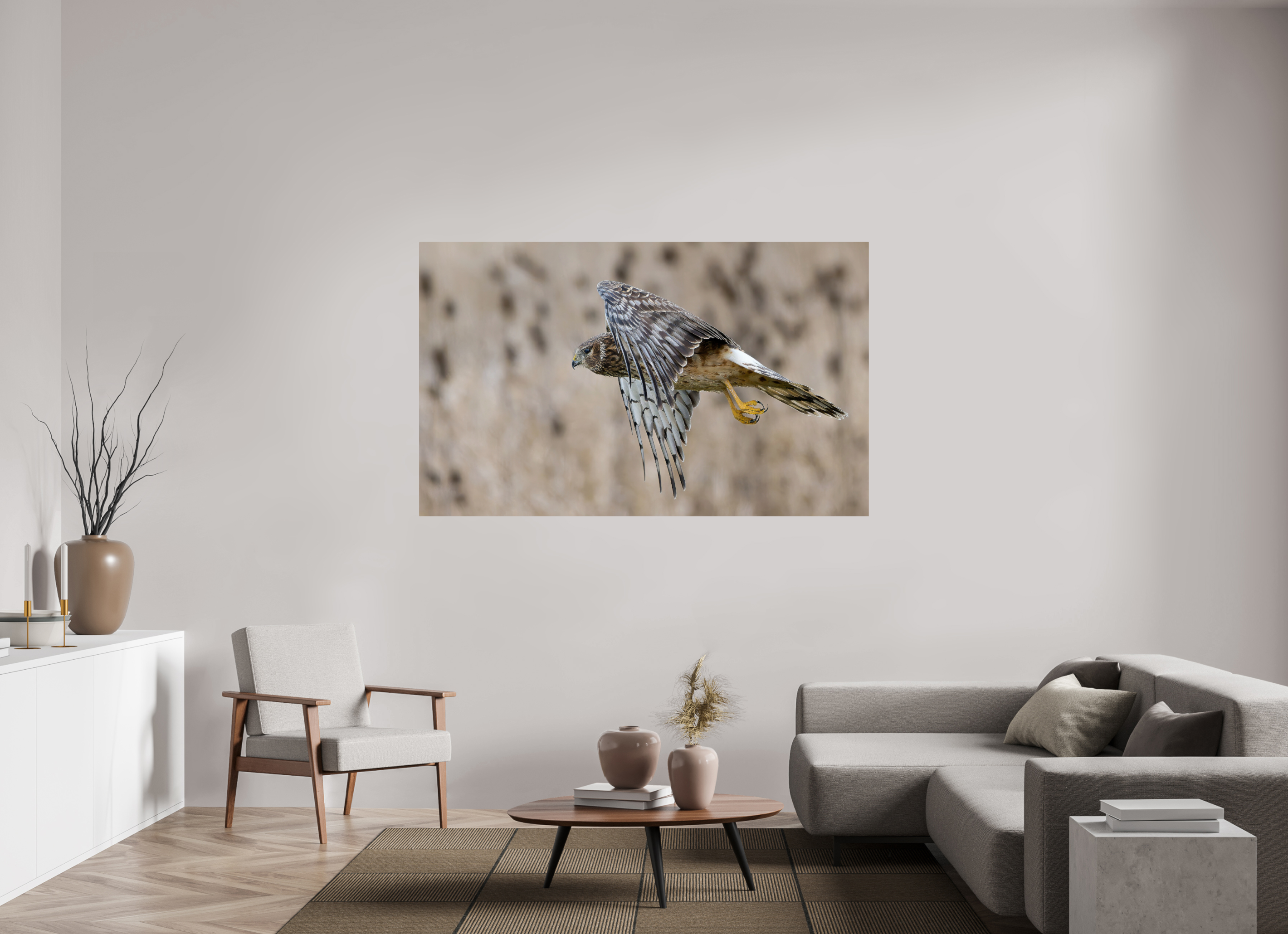 70.5 x 43″, ChromeLuxe HD Metal Print Rounded Conrners Northern Harrier Skimming the Field