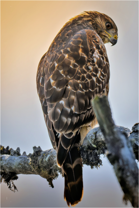 Main image Backlit Hawk in the Last Light