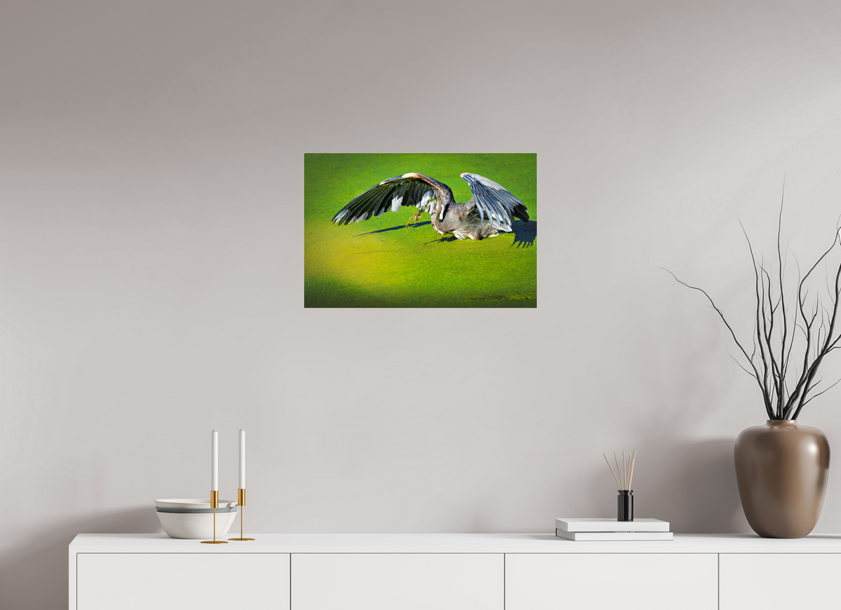 24 x 16″, Acrylic Glass Rounded Corners Great Blue Heron's Frog Catch on the Duckweed