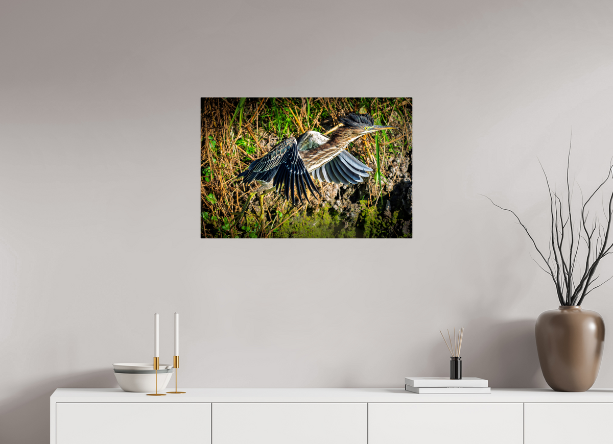 30 x 20″, ChromeLuxe HD Metal Print Rounded Conrners Green Heron Launching from the Marsh Bank