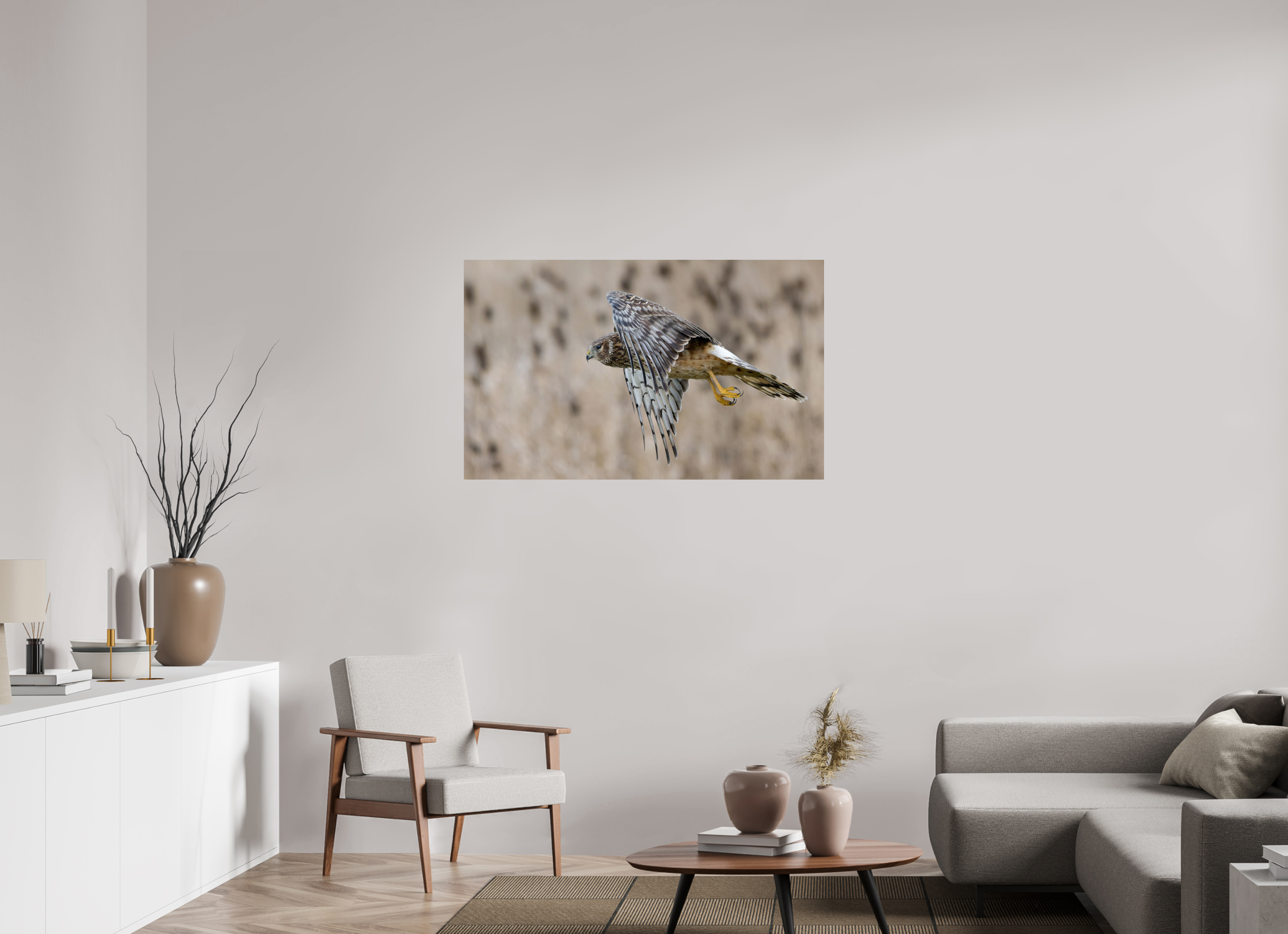45.9 x 28″, ChromeLuxe HD Metal Print Rounded Conrners Northern Harrier Skimming the Field