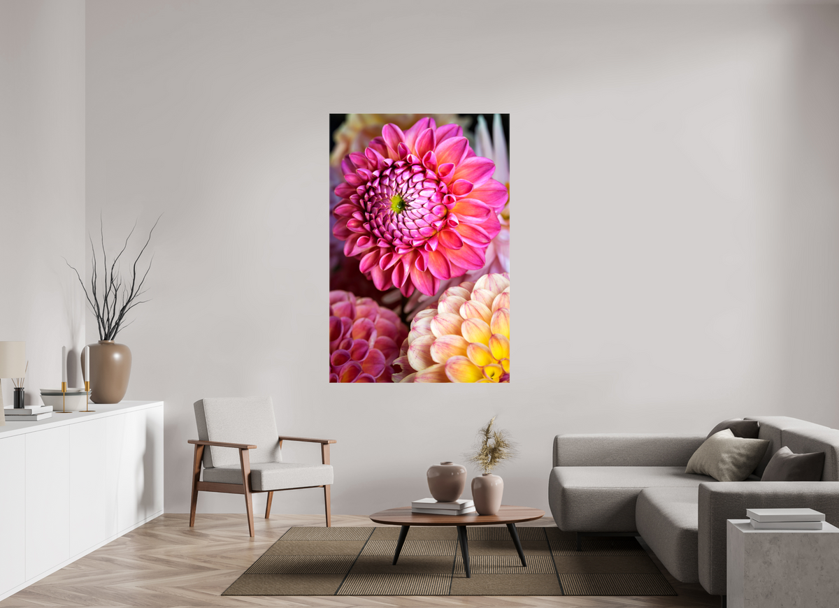 44 x 66″, Glossy Canvas Pink Dahlia Unfurling