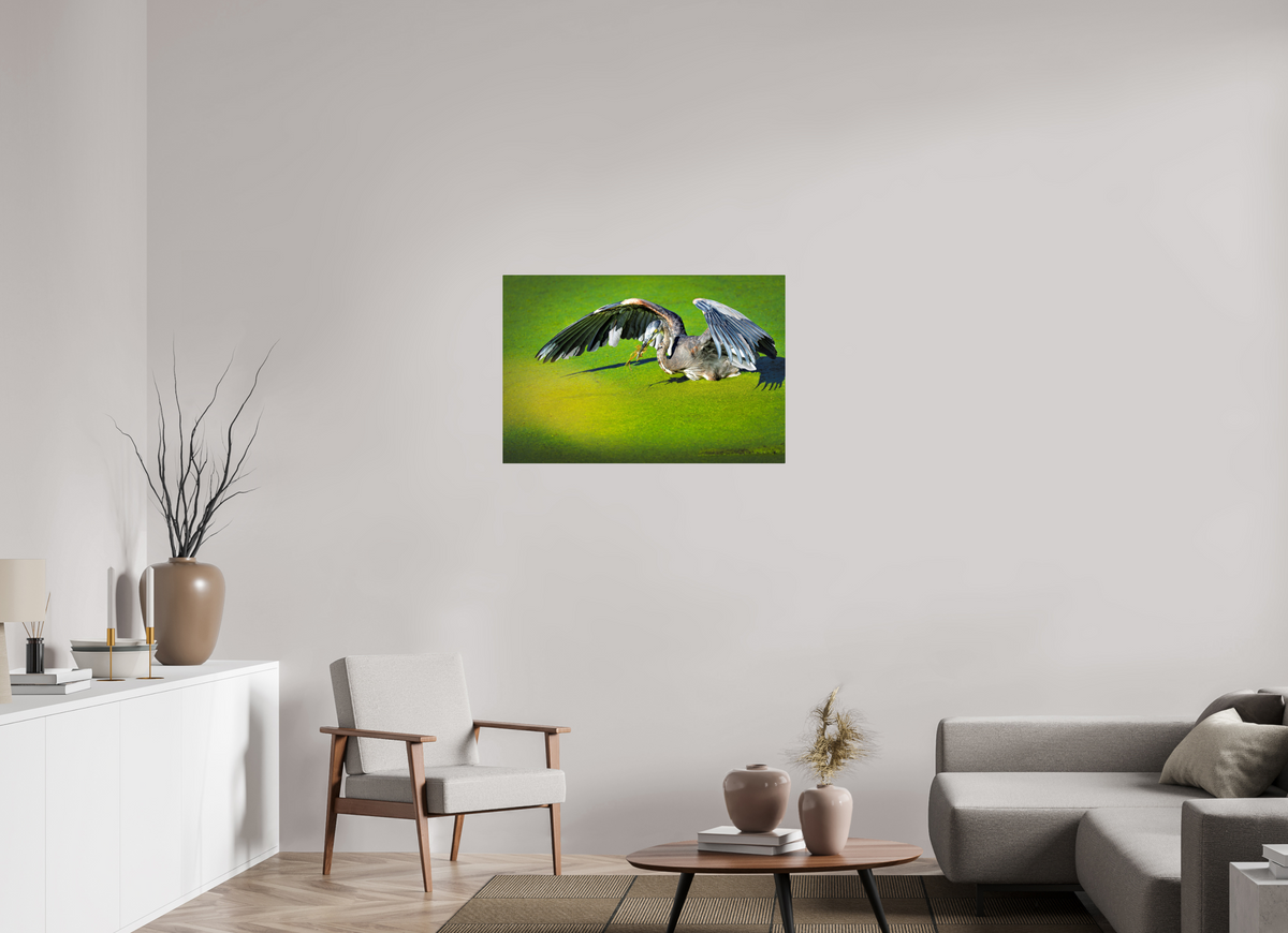 36 x 24″, ChromeLuxe HD Metal Print Rounded Conrners Great Blue Heron's Frog Catch on the Duckweed