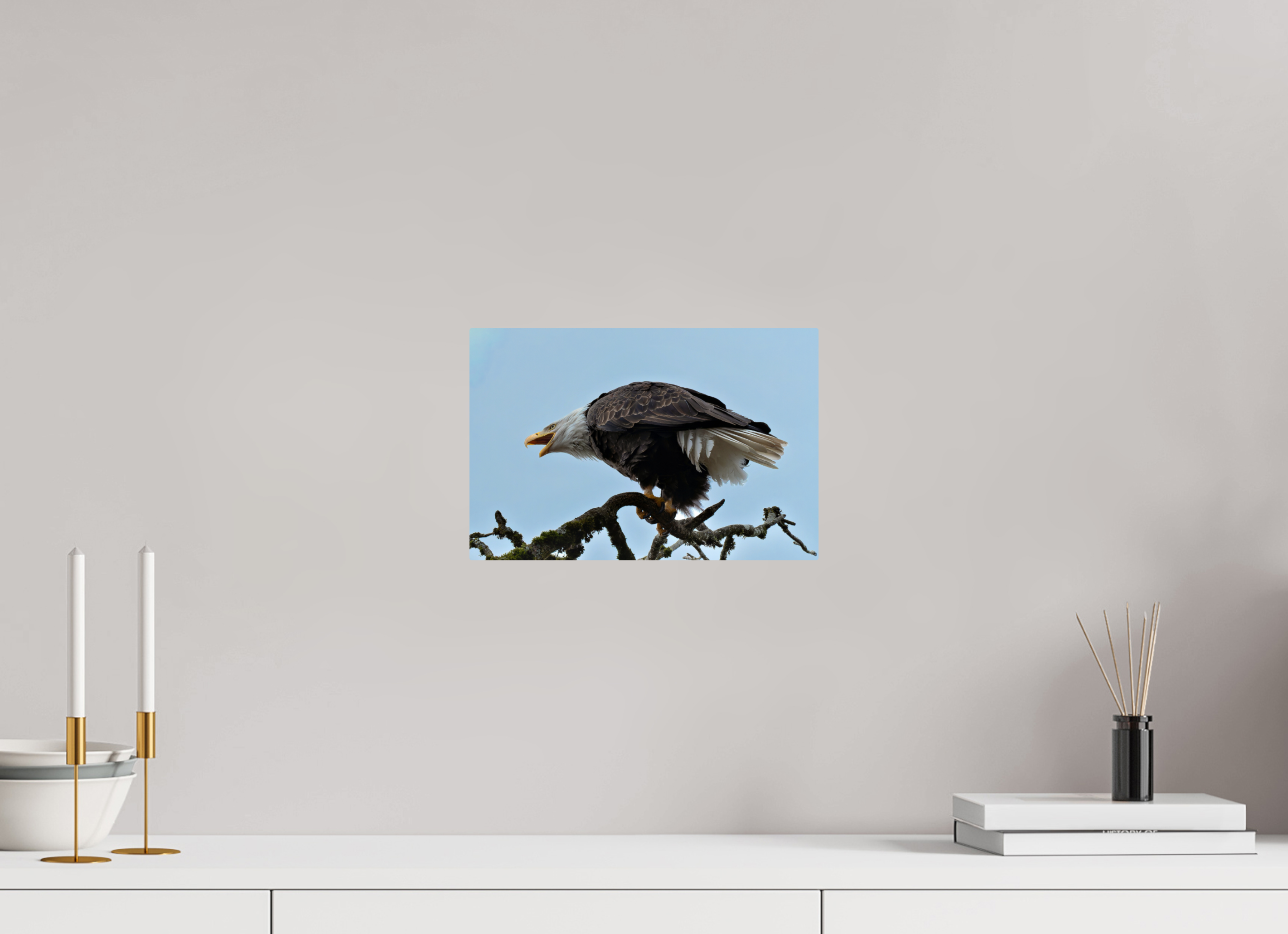 12 x 8″, ChromeLuxe HD Metal Print Rounded Conrners Bald Eagle Calling from the Snag