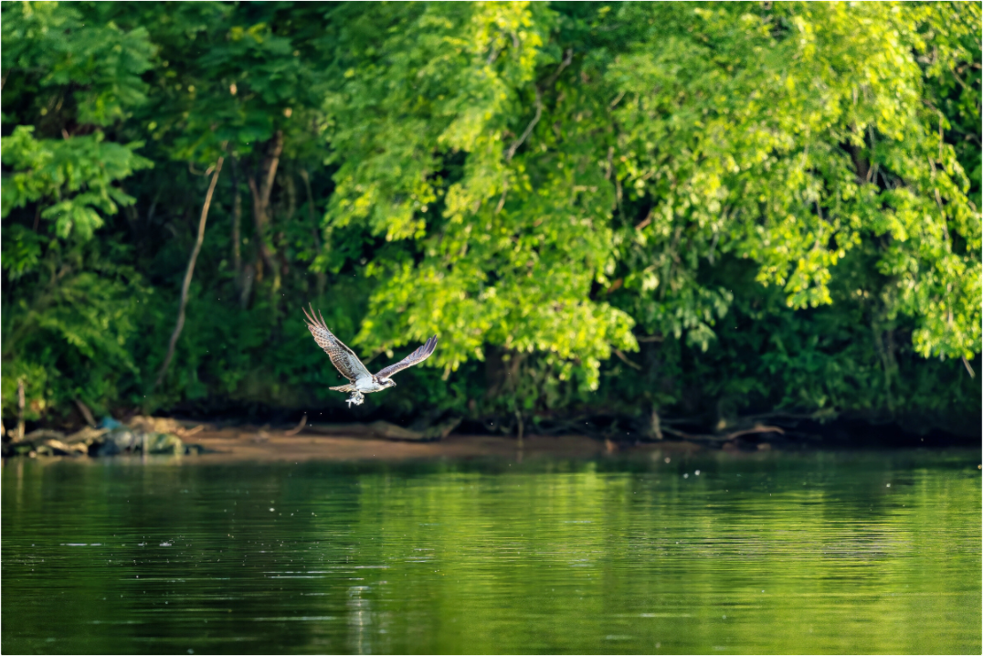 Main image Osprey Flying Low Over the River With a Fish