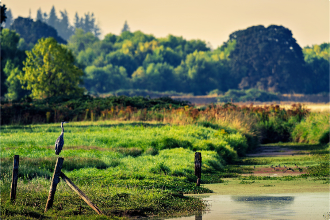 Main image Great Blue Heron Watching Over the Wetland
