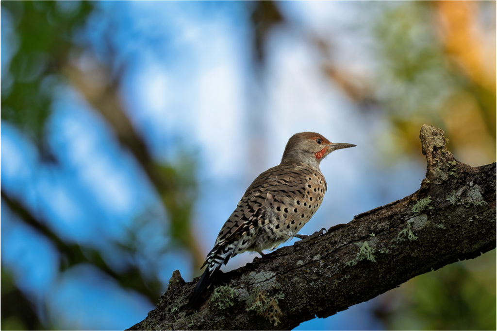 Main image Northern Flicker on a Lichen-Draped Limb