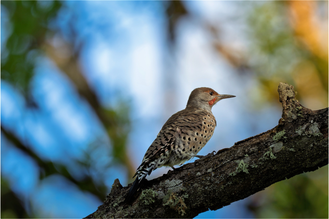 Main image Northern Flicker on a Lichen-Draped Limb
