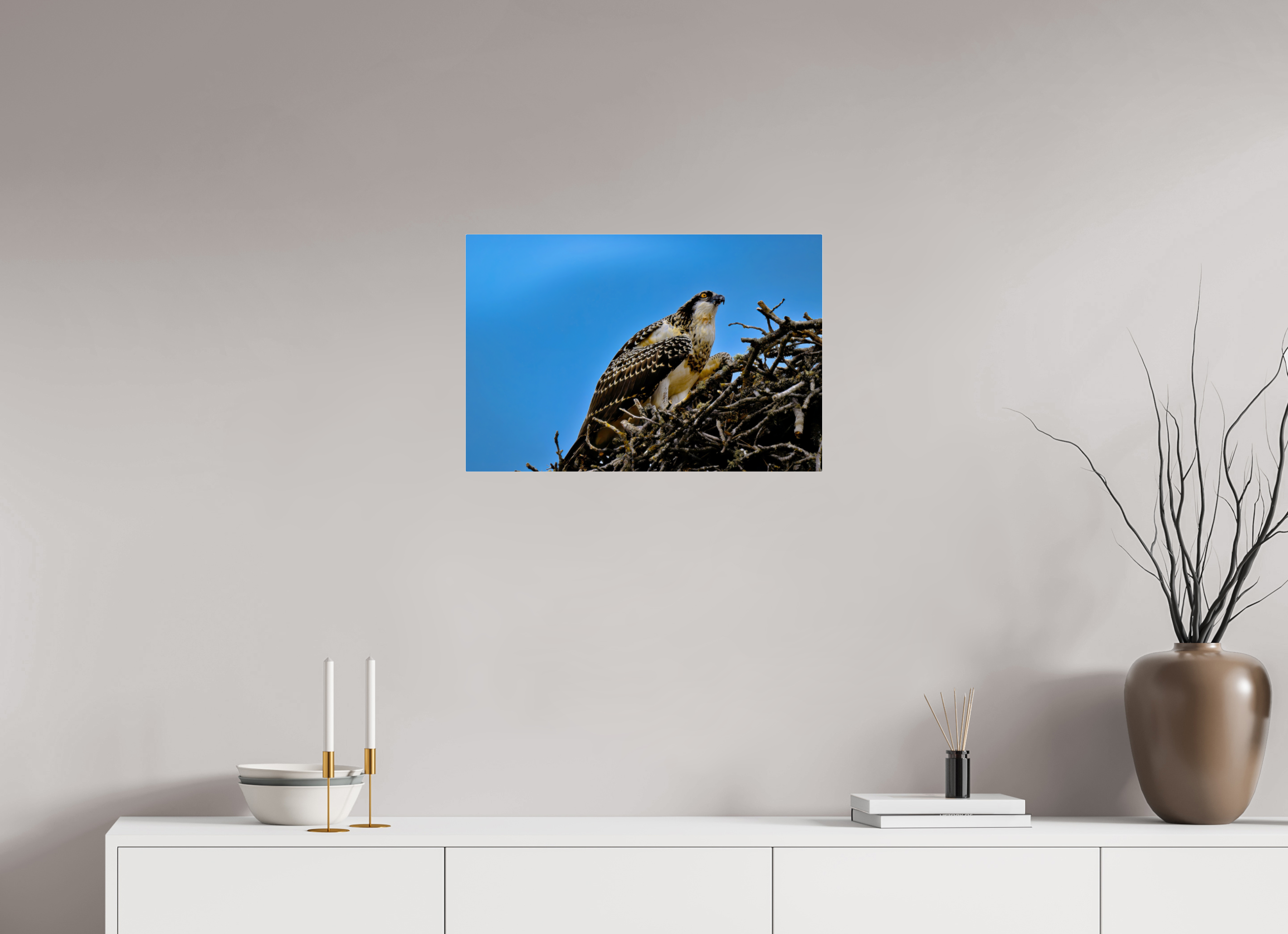 24 x 16″, Acrylic Glass Rounded Corners Young Osprey at the Nest
