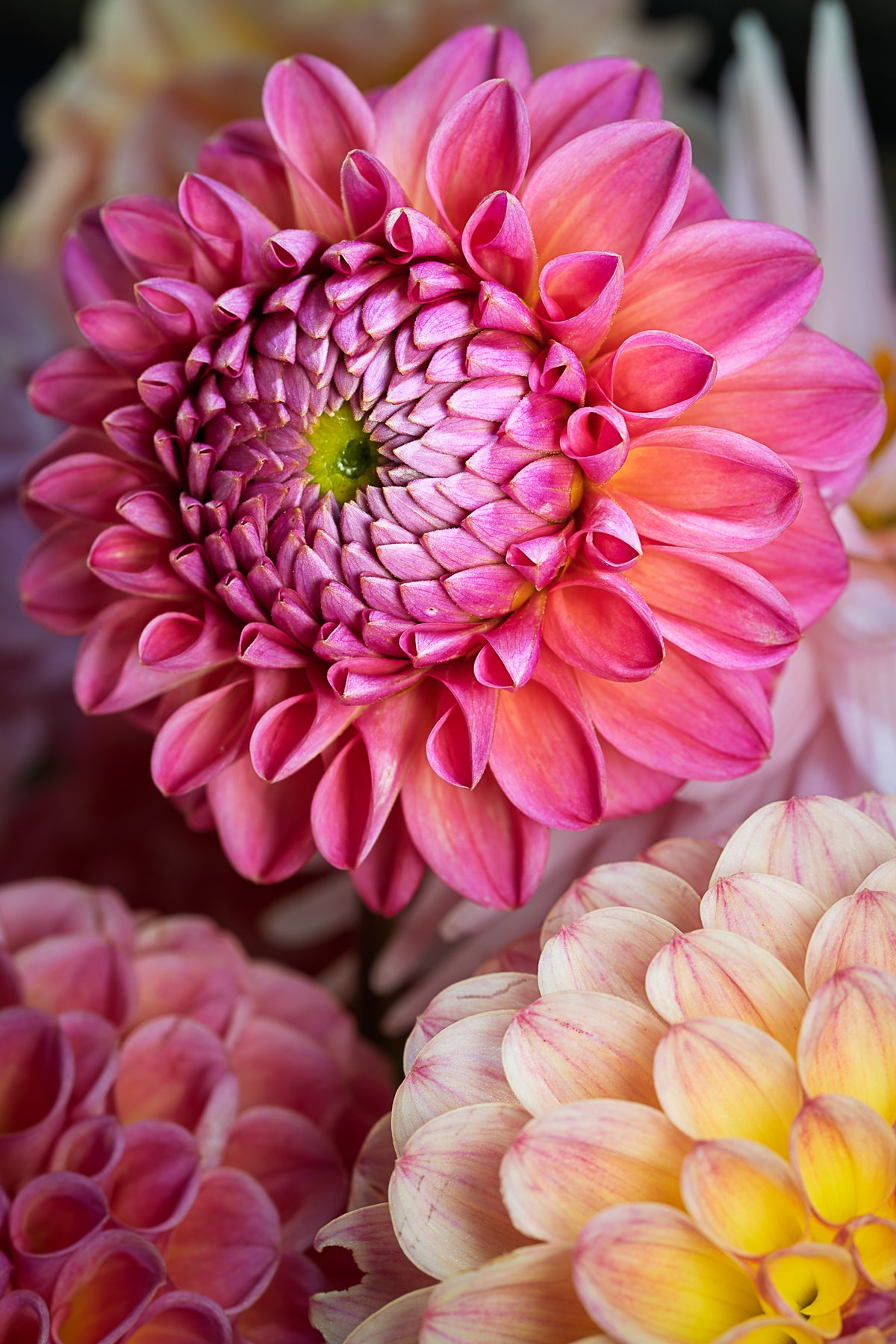 Pink Dahlia Unfurling