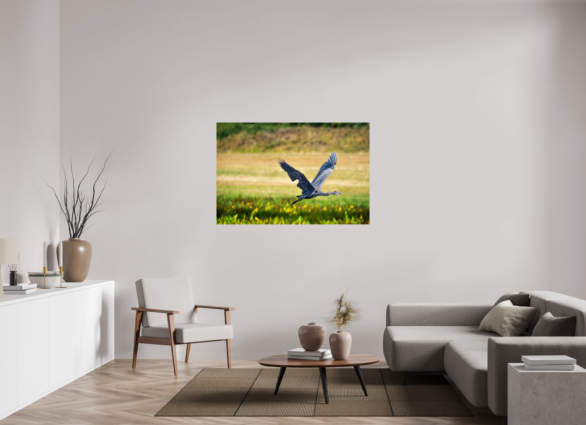 54 x 36″, ChromeLuxe HD Metal Print Rounded Conrners Great Blue Heron Rising Over the Wetland