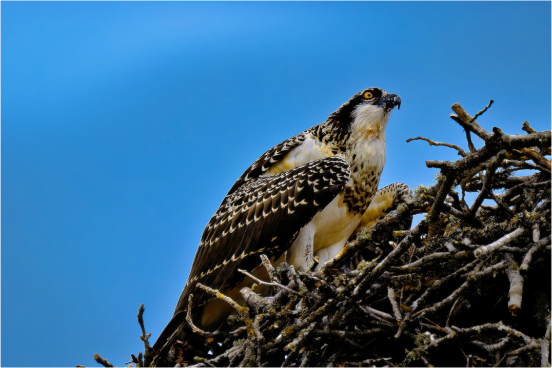 Main image Young Osprey at the Nest