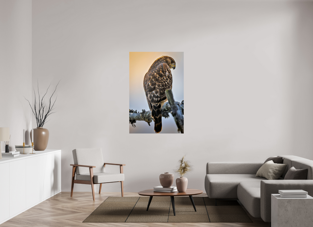 36 x 54″, ChromeLuxe HD Metal Print Rounded Conrners Backlit Hawk in the Last Light