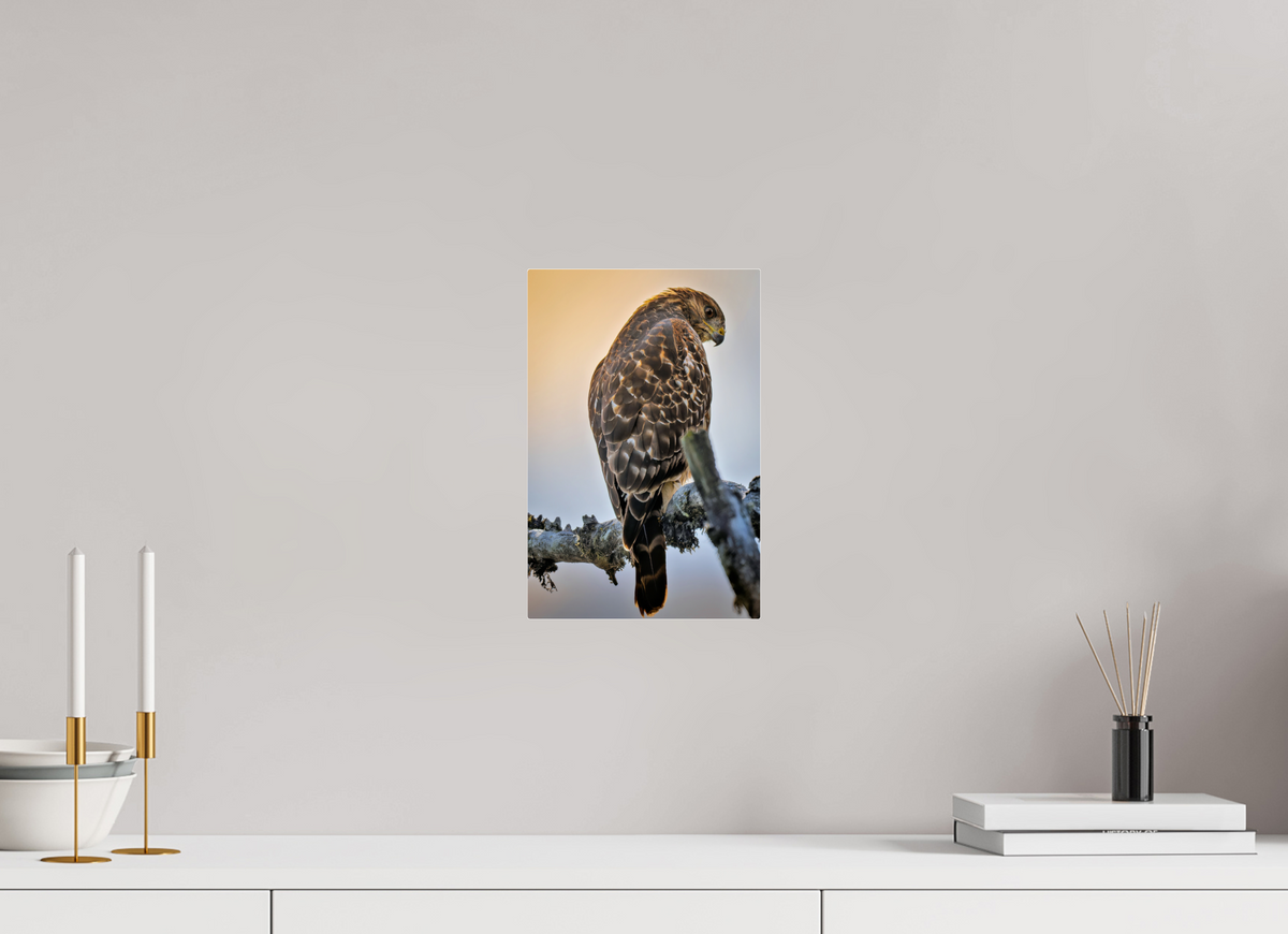 8 x 12″, Acrylic Glass Rounded Corners Backlit Hawk in the Last Light