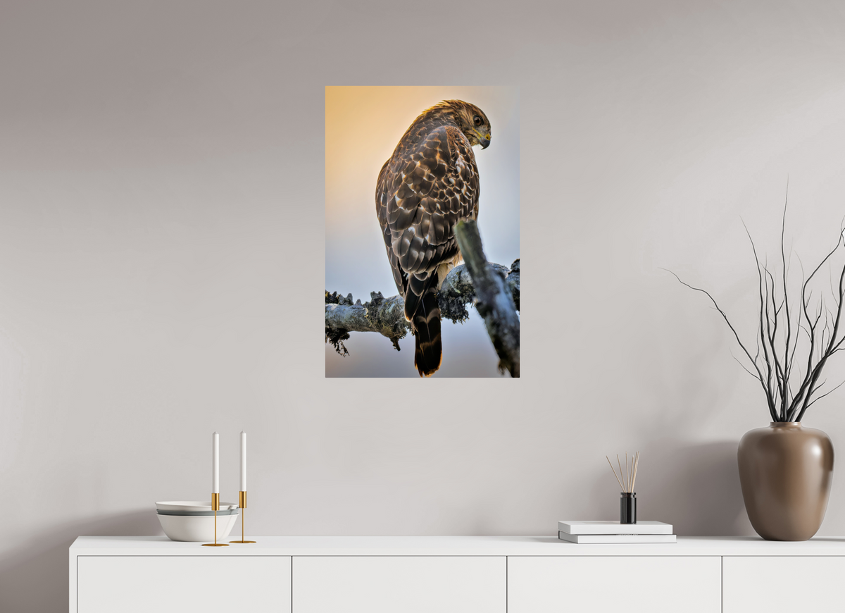 20 x 30″, ChromeLuxe HD Metal Print Rounded Conrners Backlit Hawk in the Last Light