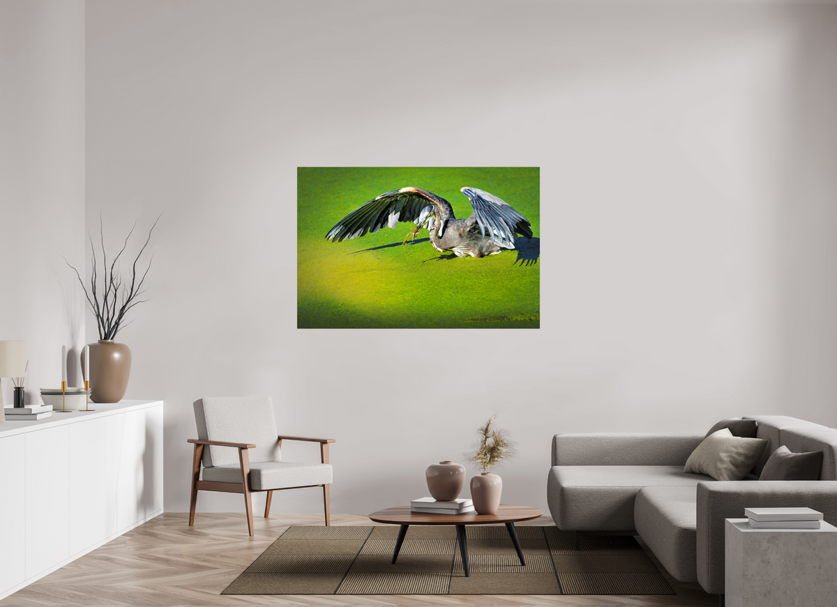 60 x 40″, ChromeLuxe HD Metal Print Rounded Conrners Great Blue Heron's Frog Catch on the Duckweed