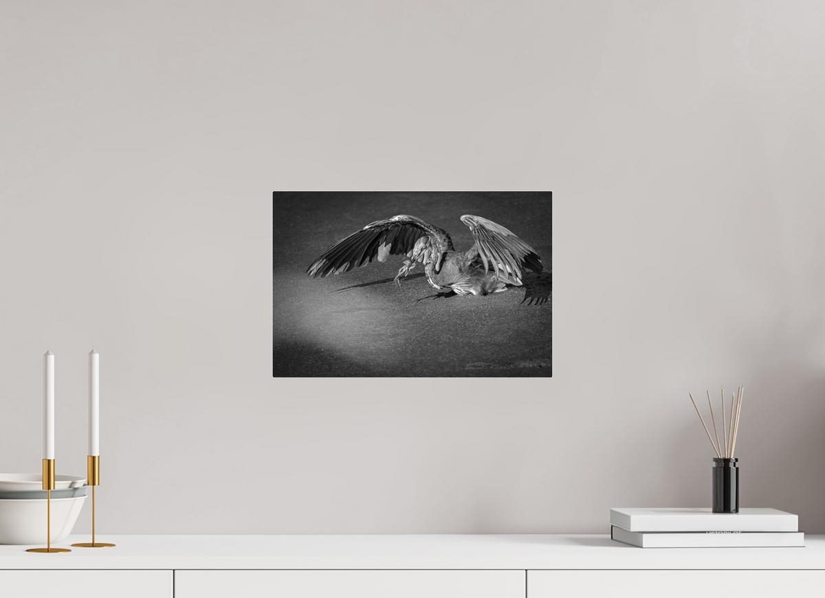 15 x 10″, Acrylic Glass Rounded Corners Great Blue Heron's Frog Catch in Black and White