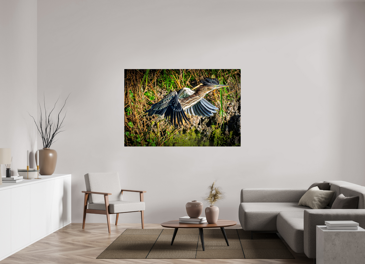 66 x 44″, Acrylic Glass Rounded Corners Green Heron Launching from the Marsh Bank