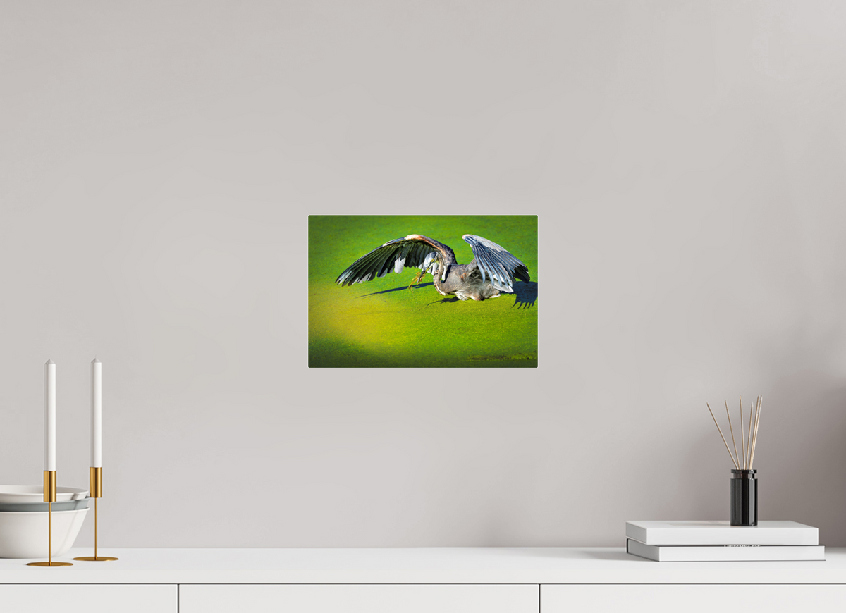 12 x 8″, Acrylic Glass Rounded Corners Great Blue Heron's Frog Catch on the Duckweed