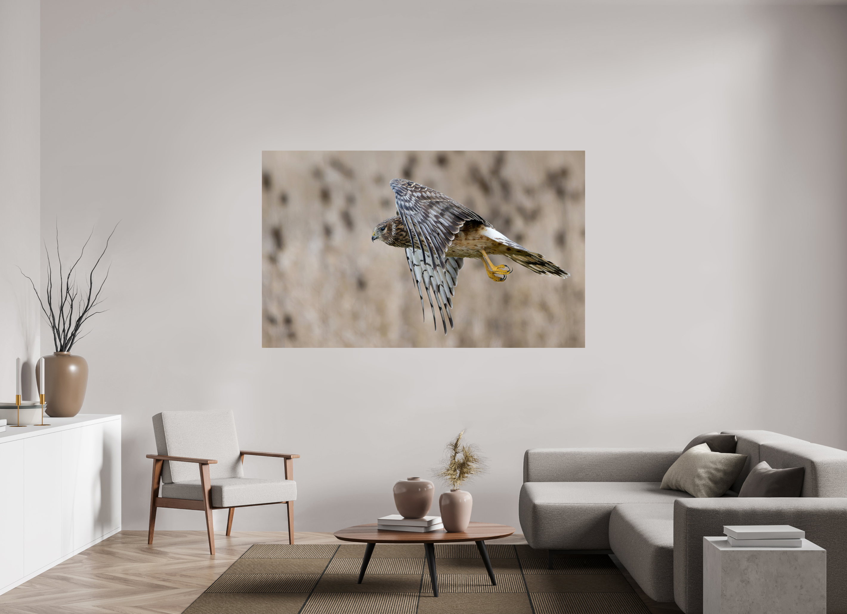 77 x 47″, ChromeLuxe HD Metal Print Rounded Conrners Northern Harrier Skimming the Field