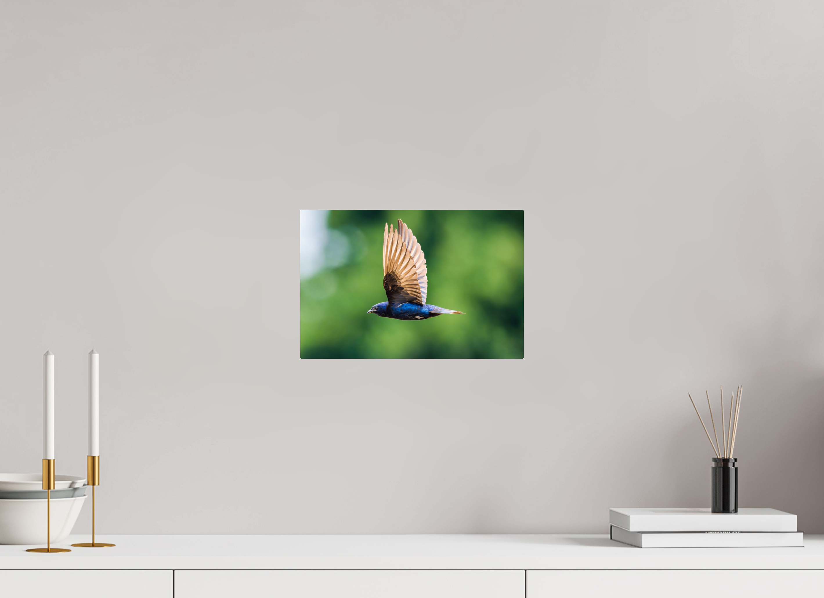 12 x 8″, Acrylic Glass Rounded Corners Purple Martin in Flight