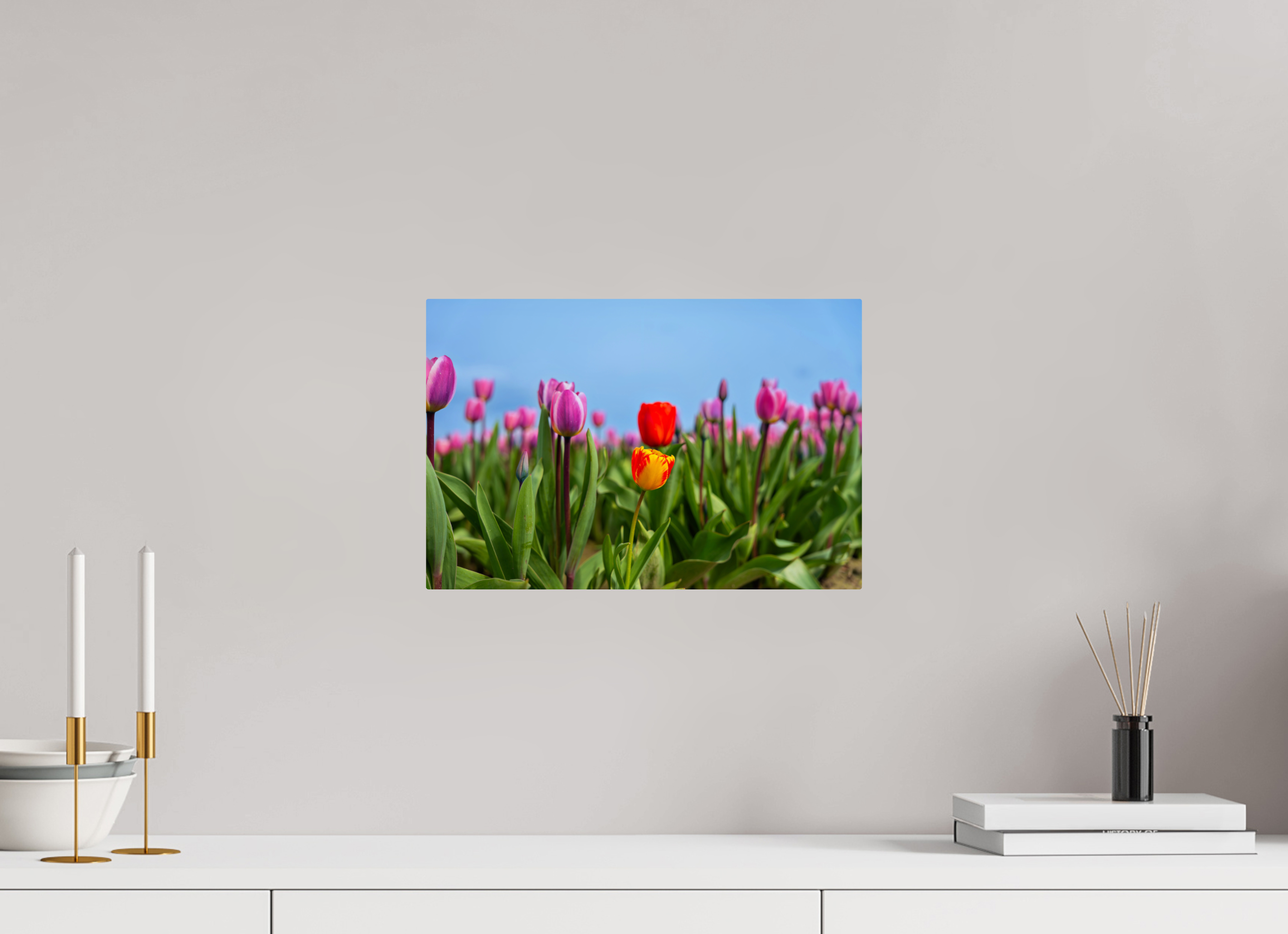 15 x 10″, ChromeLuxe HD Metal Print Rounded Conrners Red and Yellow Tulips Among a Purple Field