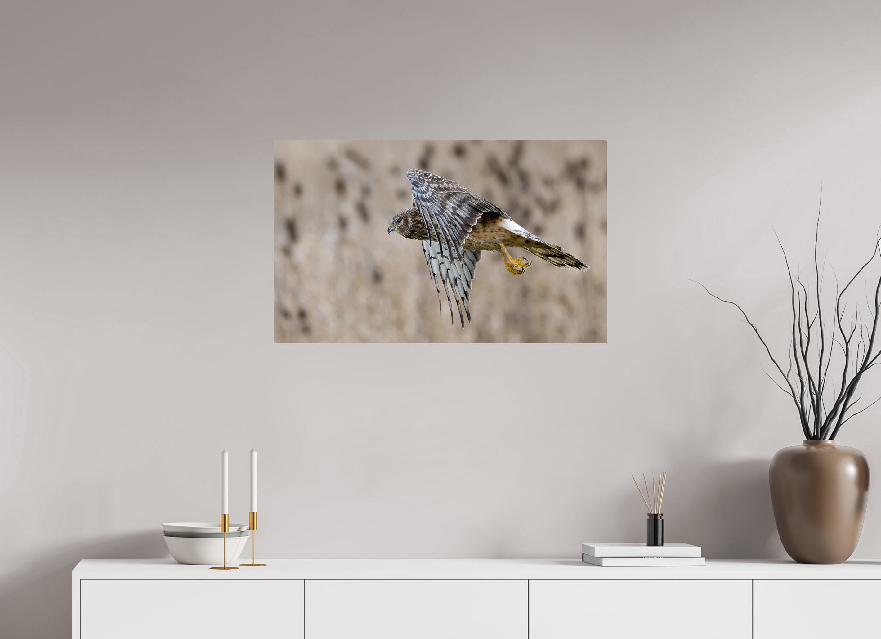 32.8 x 20″, Acrylic Glass Rounded Corners Northern Harrier Skimming the Field