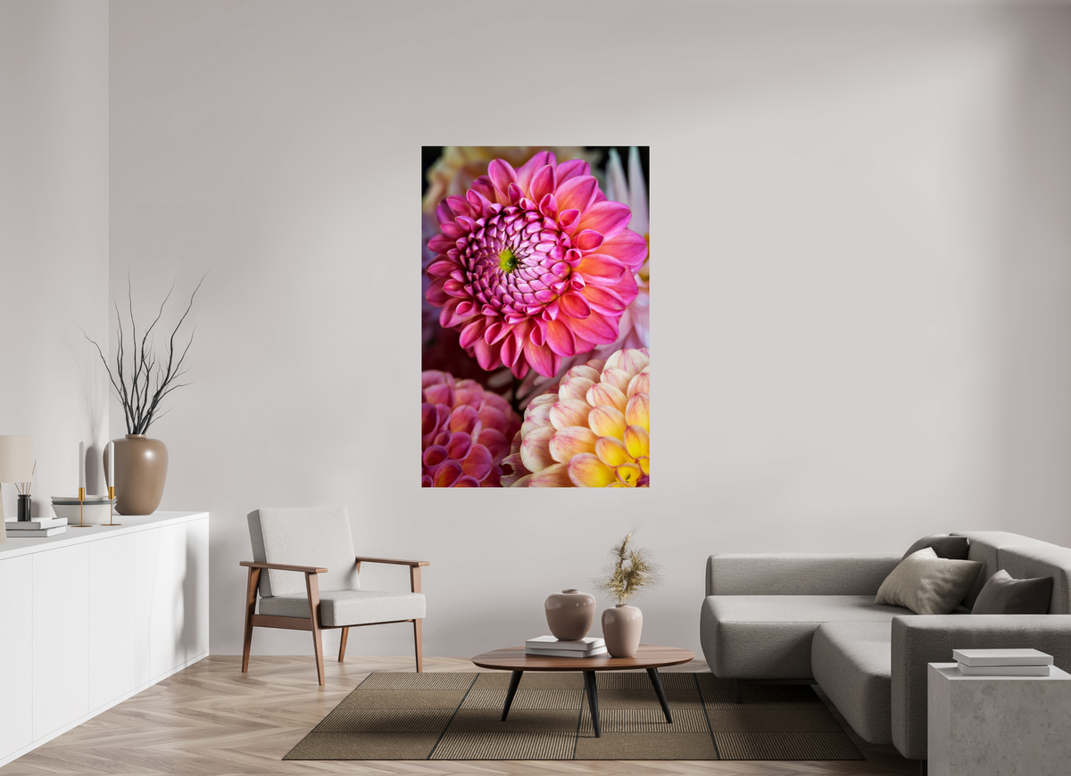 44 x 66″, ChromeLuxe HD Metal Print Rounded Conrners Pink Dahlia Unfurling