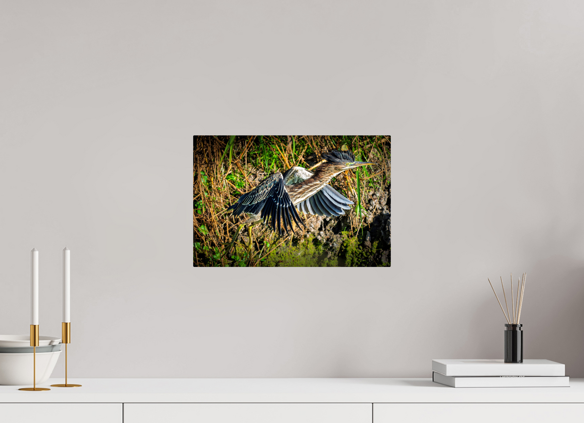 15 x 10″, ChromeLuxe HD Metal Print Rounded Conrners Green Heron Launching from the Marsh Bank