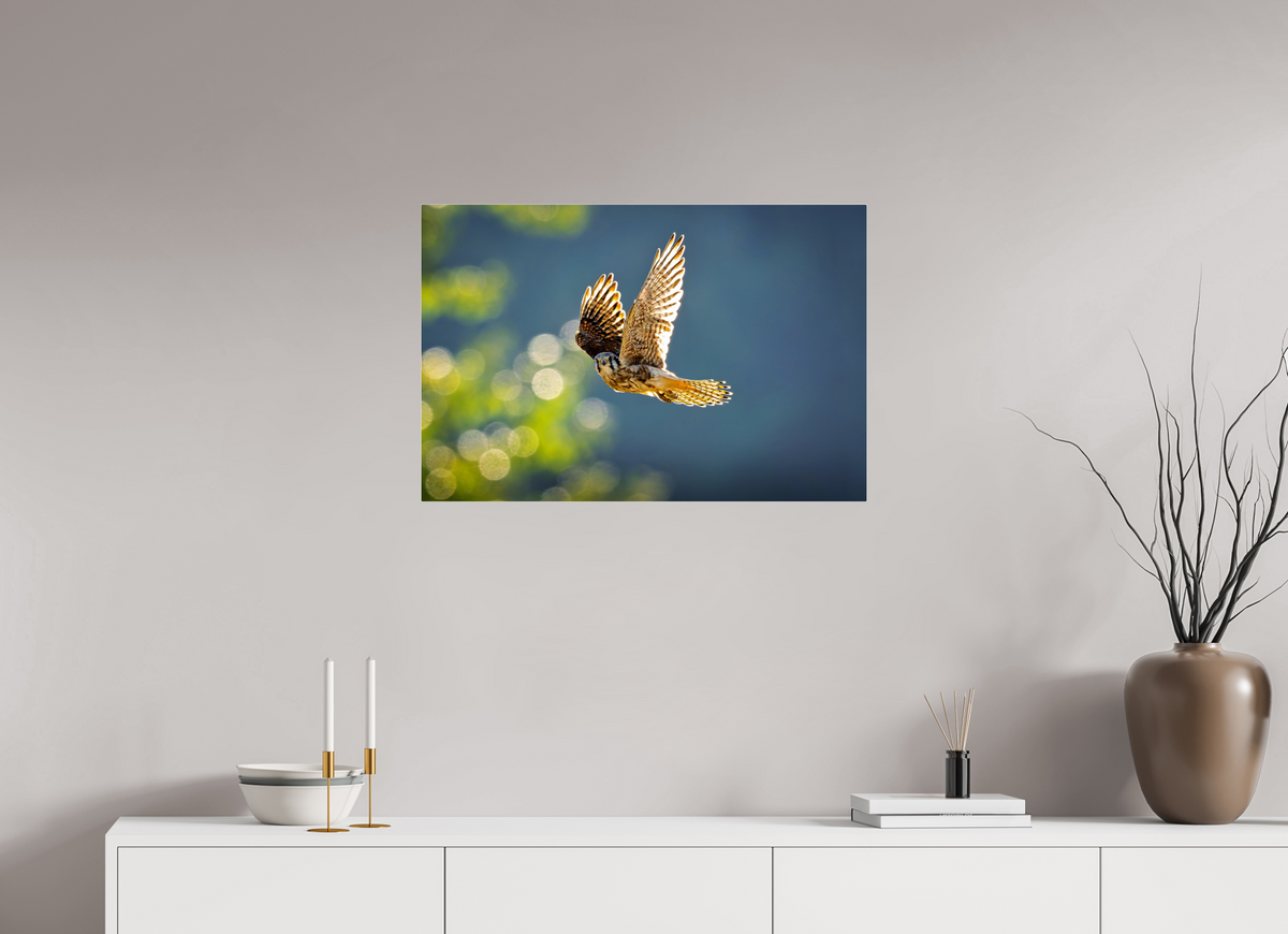 30 x 20″, Acrylic Glass Rounded Corners American Kestrel on the Wing