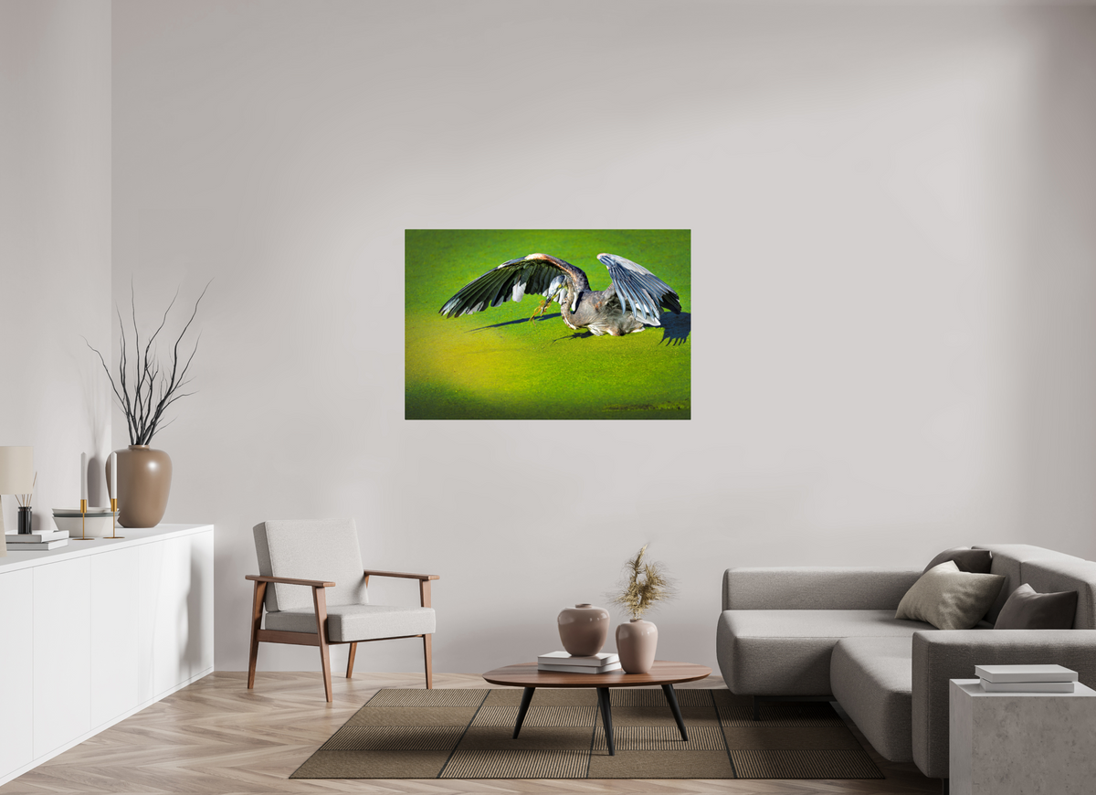 54 x 36″, Acrylic Glass Rounded Corners Great Blue Heron's Frog Catch on the Duckweed
