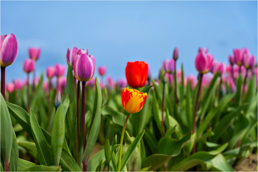 Main image Red and Yellow Tulips Among a Purple Field