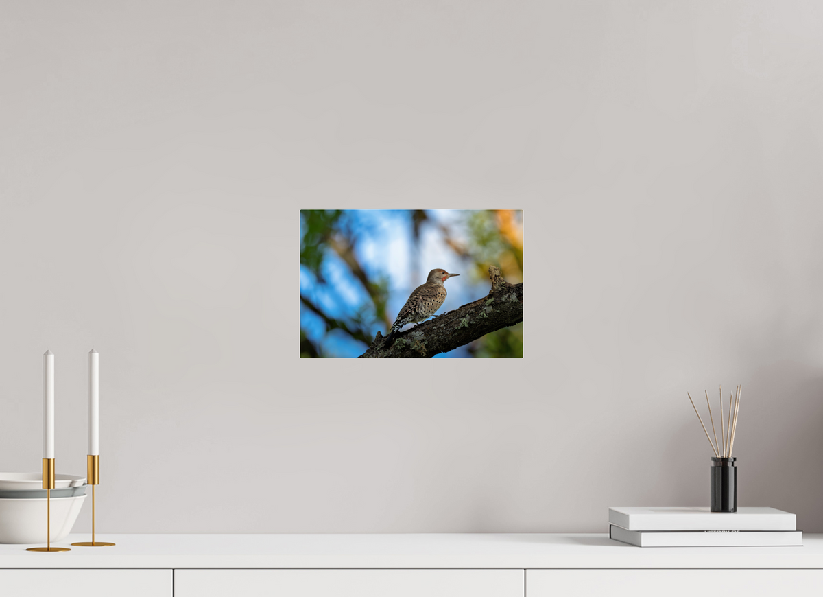 12 x 8″, Acrylic Glass Rounded Corners Northern Flicker on a Lichen-Draped Limb