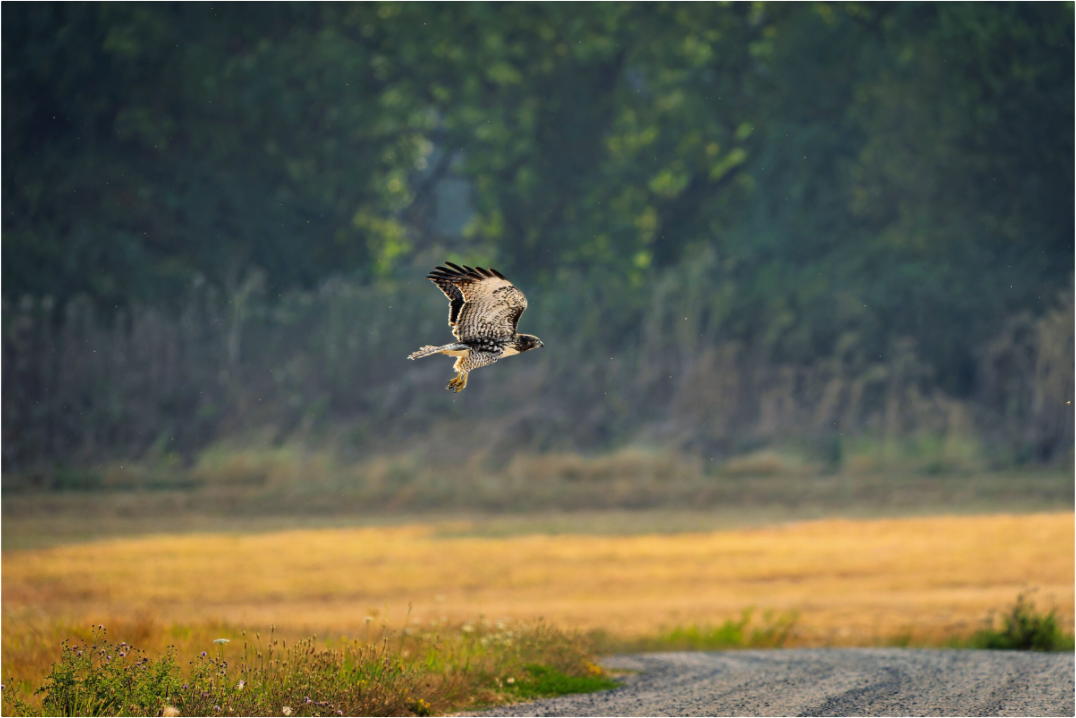 Main image Red-tailed Hawk Gliding Low Over the Field