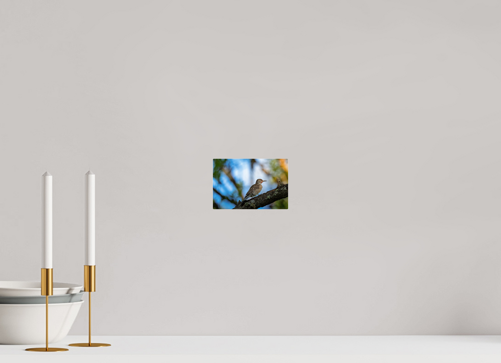6 x 4″, Acrylic Glass Rounded Corners Northern Flicker on a Lichen-Draped Limb