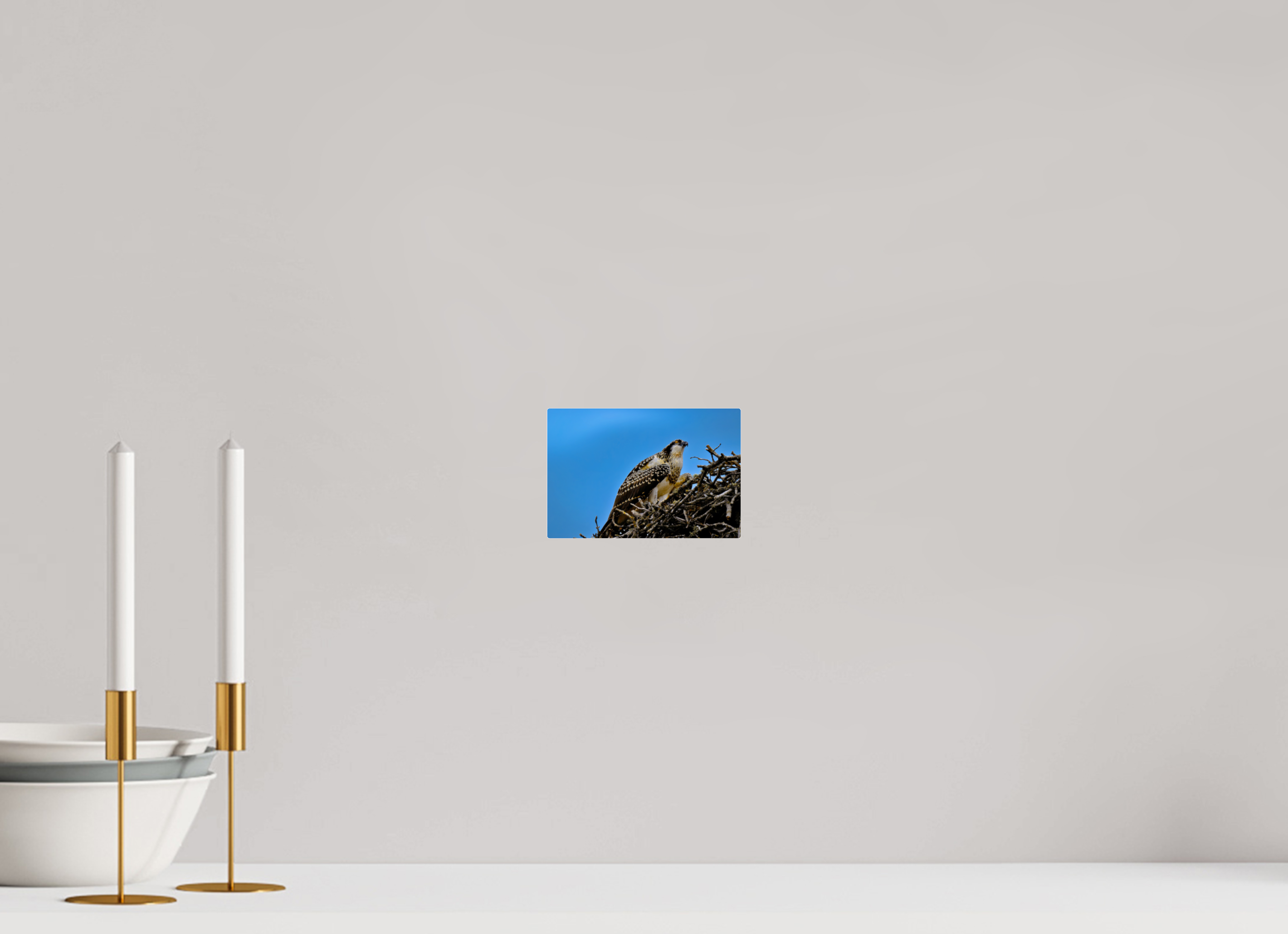 6 x 4″, Acrylic Glass Rounded Corners Young Osprey at the Nest