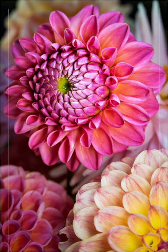 Main image Pink Dahlia Unfurling