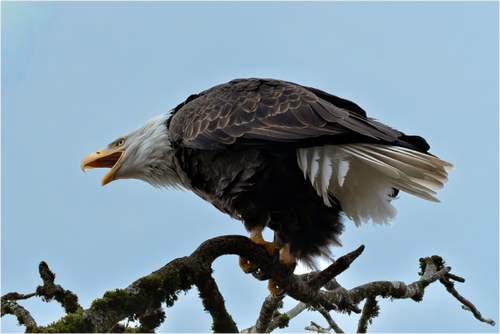 Main image Bald Eagle Calling from the Snag
